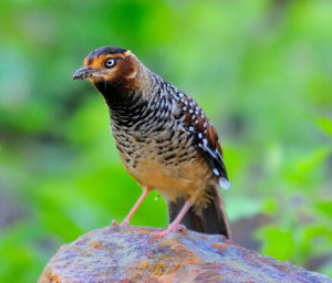 眼紋刺尾雀 眼紋刺尾雀