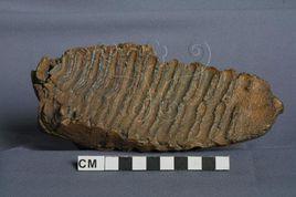 帝王猛獁 帝王猛獁