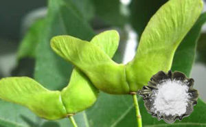 元寶楓神經酸 元寶楓神經酸