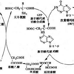 嘌呤核苷酸循環