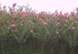 紫薇常見病害及防治 紫薇常見病害及防治