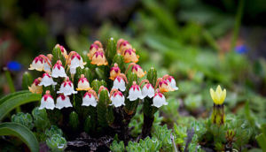 墊狀岩須 墊狀岩須