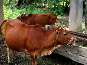 曼養罕村-畜牧業養殖