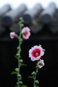 （圖）芙蓉花
