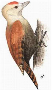 蒼頭竹啄木鳥 蒼頭竹啄木鳥