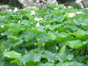 荷葉的功效與作用 荷葉的功效與作用