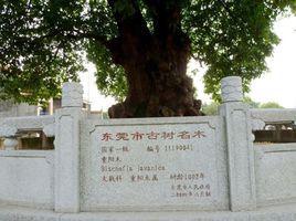 秋楓公園 秋楓公園