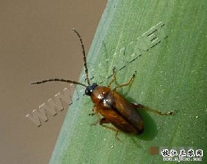 蔥黃寡毛跳甲 蔥黃寡毛跳甲
