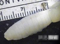 巨型帕魯斯蚯蚓