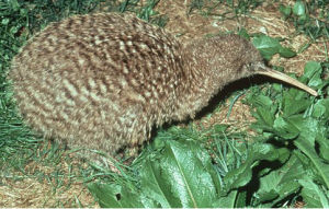 小斑幾維 小斑幾維