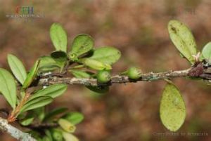 白花樹蘿蔔 白花樹蘿蔔