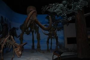 扎賚諾爾博物館