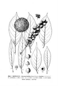 木姜葉柯(原變種)