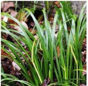 疏毛劍川烏 疏毛劍川烏