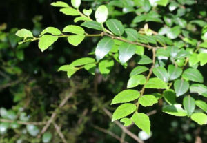 西藏冬青 西藏冬青