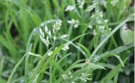 長穎早熟禾 長穎早熟禾