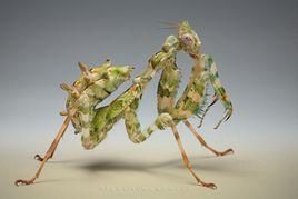 小魔花螳螂 小魔花螳螂