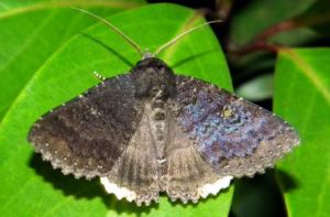 白點閃夜蛾 白點閃夜蛾