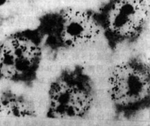 細胞同步化 細胞同步化