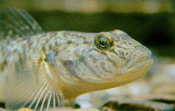 極樂吻鰕虎 極樂吻鰕虎