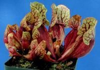 紅螺紫瓶子草 紅螺紫瓶子草