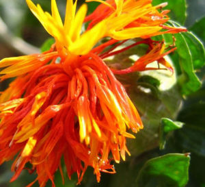 Safflower