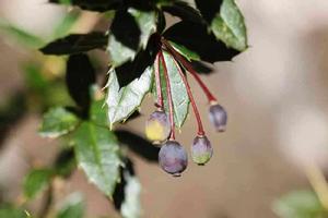 台灣小蘗 台灣小蘗