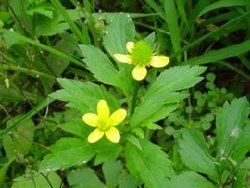雲南毛茛 雲南毛茛