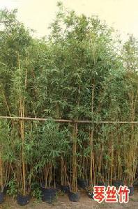 小葉琴絲竹 小葉琴絲竹