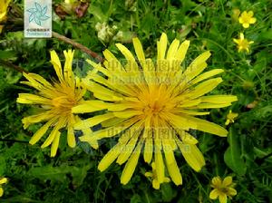 光苞蒲公英 光苞蒲公英