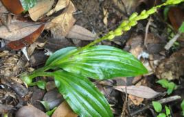 野豬膽草 野豬膽草