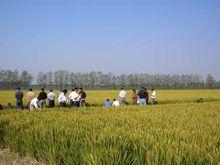 武運粳21號[粳型常規水稻]