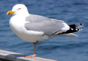 銀鷗 Larus argentatus