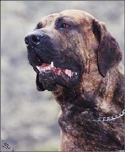 世界十大最兇悍的猛犬