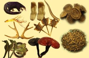 藏藥材種類繁多