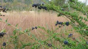 麗江陷脈冬青 麗江陷脈冬青