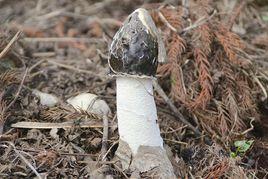 大方冬蓀 大方冬蓀