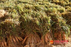 子洲紅蔥 子洲紅蔥