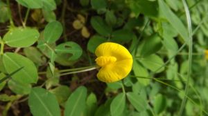 米易過路黃 米易過路黃