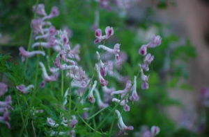 高山羊不吃 高山羊不吃