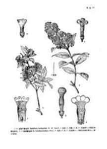 全緣葉醉魚草 全緣葉醉魚草