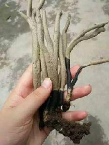 黑柄炭角菌 黑柄炭角菌