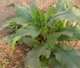 菜用大黃 菜用大黃