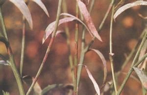 細瘦胡麻草 細瘦胡麻草