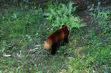 小熊貓川西亞種