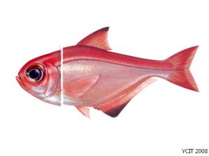 日本單鰭魚 日本單鰭魚