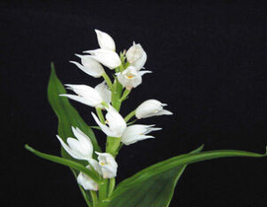 長苞頭蕊蘭 長苞頭蕊蘭