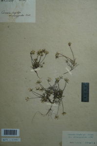 長柱無心菜 長柱無心菜