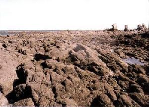 海洋的地質作用