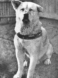 忠犬八公 忠犬八公